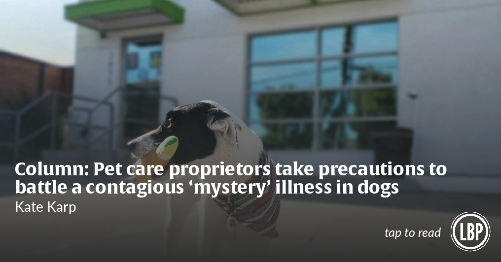 Column: Pet care proprietors take precautions to battled a contagious 'mystery' illness in dogs - Vimarsana News